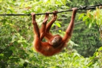 Four Points by Sheraton Sandakan_Orang Utan The Man of Forest