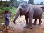 Elephant Day Care at Chiang Mai Mountain Sanctuary