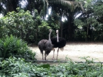 Singapore Zoo Ostrich